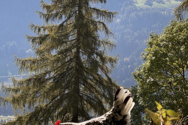 Osterferien vom 03.04. – 10.04.26